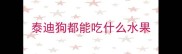 泰迪狗都能吃什么水果