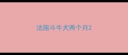 法国斗牛犬两个月