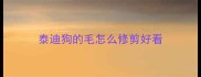 泰迪狗的毛怎么修剪好看