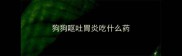 狗狗呕吐胃炎吃什么药