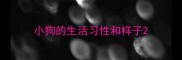 小狗的生活习性和样子