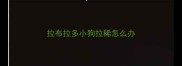 拉布拉多小狗拉稀怎么办