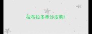拉布拉多串沙皮狗