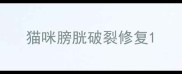 猫咪膀胱破裂修复