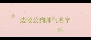 边牧公狗帅气名字