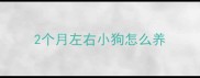 2个月左右小狗怎么养