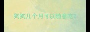 狗狗几个月可以随意吃