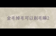 金毛掉毛可以剃毛嘛