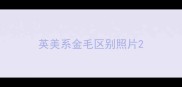 英美系金毛区别照片