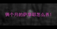 俩个月的萨摩耶怎么养