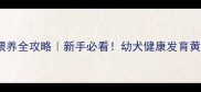 柴犬四个月喂养全攻略新手必看幼犬健康发育黄金期这样养
