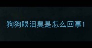 狗狗眼泪臭是怎么回事