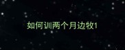 如何训两个月边牧