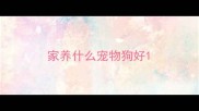家养什么宠物狗好