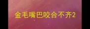 金毛嘴巴咬合不齐