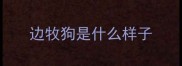 边牧狗是什么样子