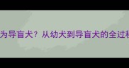 金毛犬如何成为导盲犬从幼犬到导盲犬的全过程训练指南