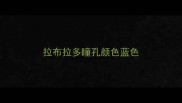 拉布拉多瞳孔颜色蓝色