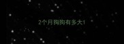 2个月狗狗有多大