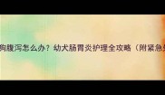 4个月大狗狗腹泻怎么办幼犬肠胃炎护理全攻略附紧急处理指南