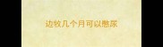 边牧几个月可以憋尿