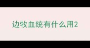 边牧血统有什么用