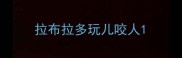 拉布拉多玩儿咬人
