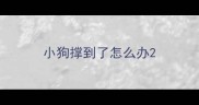 小狗撑到了怎么办
