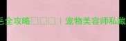 在家给小狗剪毛全攻略宠物美容师私藏的5个安全步骤