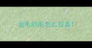 金毛的毛怎么拉直