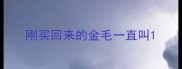 刚买回来的金毛一直叫