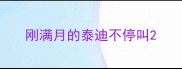 刚满月的泰迪不停叫