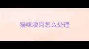 猫咪脱岗怎么处理