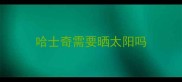 哈士奇需要晒太阳吗
