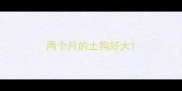 两个月的土狗好大