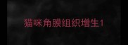 猫咪角膜组织增生