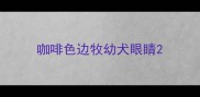 咖啡色边牧幼犬眼睛