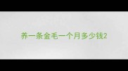 养一条金毛一个月多少钱