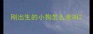 刚出生的小狗怎么老叫