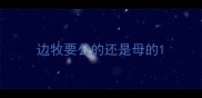 边牧要公的还是母的