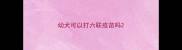 幼犬可以打六联疫苗吗