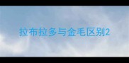 拉布拉多与金毛区别