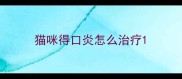 猫咪得口炎怎么治疗