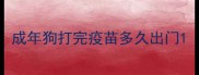 成年狗打完疫苗多久出门