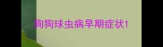 狗狗球虫病早期症状