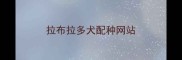 拉布拉多犬配种网站