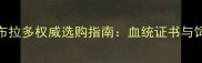 FCI认证拉布拉多权威选购指南血统证书与饲养要点全