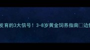 边牧停止发育的3大信号3-8岁黄金饲养指南边牧主人必看