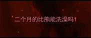 二个月的比熊能洗澡吗