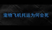 宠物飞机托运为何会死